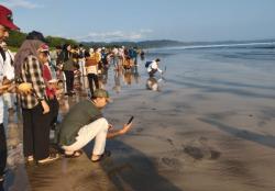 1.945 Anak Penyu Dilepas di Banyuwangi, Terungkap 4 Spesies yang Bertelur di Alas Purwo