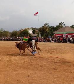 Serunya Warga Wringin Gelar Pertunjukan Budaya Karapan Sapi