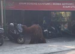 Orang Utan Solo Safari Lepas, Bikin Warga Sekitar Panik