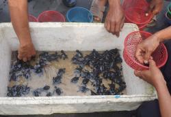 Konservasi Pantai Lembupurwo, 100 Tukik Dilepas dan 1.000 Pohon Ditanam