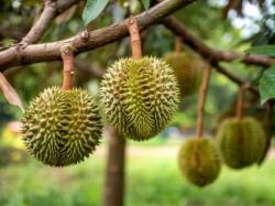 Serunya Wisata Durian di Tegalwaru Karawang, Makan Buah Matang yang Jatuh dari Pohon