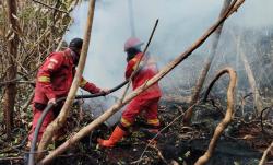 Tembus 783 Hektare, Karhutla di Riau Masih Membara