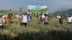 Tanam Bawang Putih Ternyata Menjanjikan, Wakapolda Jateng Pimpin Panen di Tawangmangu