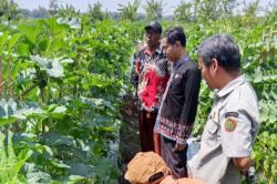 Petani Bojonegoro Kembangkan Integrated Farming System, Satu Lahan Hasilkan Empat Komoditas