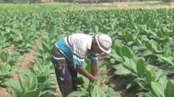 Kemarau Jadi Berkah, Petani Tembakau Blora Raup Potensi Untung Rp70 Juta
