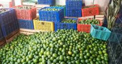 Panen Lemon Melimpah, Ekonomi Petani Desa Clekatakan Pemalang Kian Bergairah