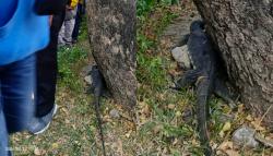 Wanita Histeris! Biawak Raksasa Nyelonong ke Tengah Massa Demo di Kantor Bupati Gowa