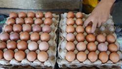 KPPU Soroti Harga Telur Sulsel, Harga Jual di Bawah Acuan Pemerintah