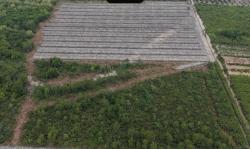 Kasus Dugaan Perusakan Hutan Mangrove, Penghulu  di Rohil Jadi Tersangka 