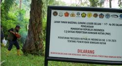 Penyelamatan Hutan Rembawaren: Ratapan Sawit Ilegal di Rimba Leuser