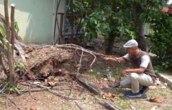 Nyaris Timpa Pengunjung! Pohon Besar Tumbang di Taman Layak Anak Cilegon