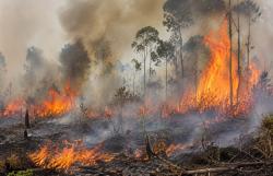 Terungkap, Mengapa Karhutla di Lahan Gambut Kalimantan Sulit Padam
