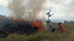 Padang Savana Kawah Wurung Terbakar, Api Cepat Merambat di Tengah Musim Kemarau