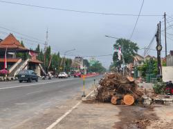 Proyek Glowingisasi Sragen Pangkas Pohon, DPRD Soroti Risiko Kota Makin Panas