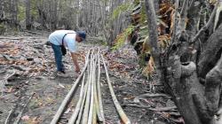 Mangrove Pantai Aruna Ditebang Ilegal, Pengelola Perketat Pengawasan