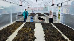 UNDIP dan Unwahas Kenalkan Pengering Rumput Laut di Brebes, Waktu Pengeringan Dipangkas Jadi 8 Jam