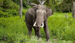 Usir Gajah dari Habitatnya di Bengkalis, 1 Warga Tewas 1 Terluka