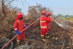 Cegah Karhutla Meluas di Pelalawan, Langkah Dini dan Sekat Bakar Jadi Kunci
