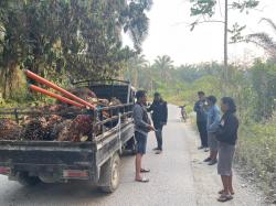 Pencurian 70 Tandan Sawit di Pasangkayu, 7 Pelaku Ditangkap 3 Buron