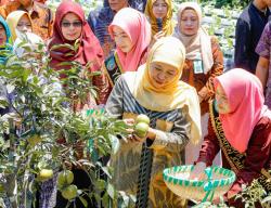 Sekolah di Jombang Kembangkan Ketahanan Pangan, Khofifah Panen Sayur hingga Tanam Jeruk
