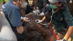 Diduga Terpapar Kabut Asap Karhutla, Orangutan di Ketapang Ditemukan Tak Sadarkan Diri