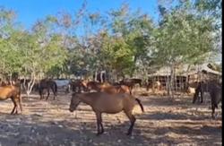 102 Kuda di Penampungan Watu Asa Jadi Sorotan, Pemkab Sumba Tengah Koordinasi dengan Aparat Hukum