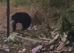 Dampak Panas dan Karhutla, Beruang Besar Keluar Hutan dan Masuk ke Areal Kebun Warga Lubuklinggau