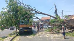 Pohon Tumbang Timpa Truk yang Melintas di Trosobo Sidoarjo, Lalu Lintas Macet