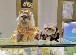 Kisah 6 Anabul yang Menginspirasi Tema Little Paw, Big Love