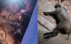 Pemuda di Ponorogo Luka Parah Tabrak Babi Hutan di Ponorogo