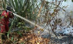 Karhutla di Inhu, 22 Hektare Terbakar