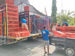 Anggaran Rp 74 Miliar Digelontorkan untuk Gayatri, Pemkab Bojonegoro Mulai Salurkan Ayam ke KPM