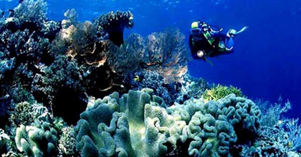 Wakatobi