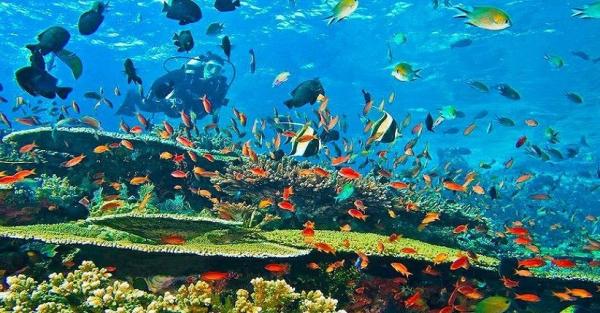 Banda Neira1 Keindahan bawah laut Banda Neira, Maluku. (Foto: Instagram)