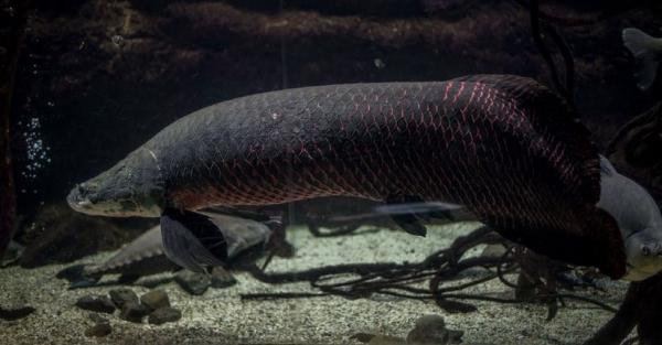 Arapaima Ikan arapaima. (Foto: Ist.)