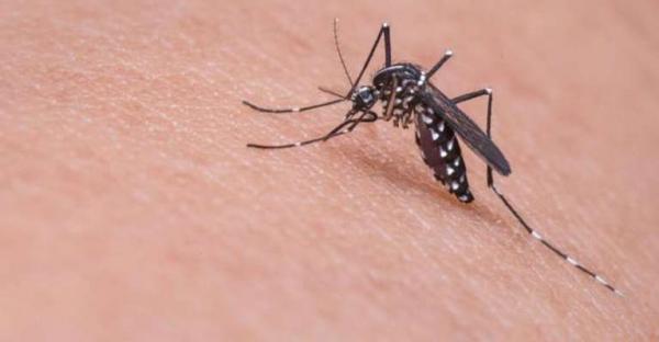 CDC Soroti Zika di Bali, Kenali Gejala hingga Bahayanya bagi Ibu Hamil