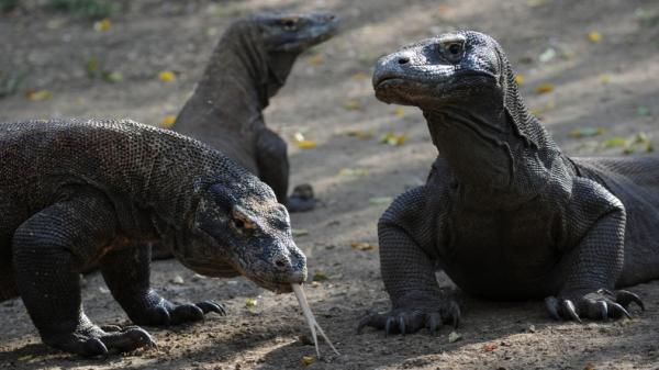 Sekawanan komodo di Taman Nasional Komodo, kawasan konservasi Pulau Rinca, Nusa Tenggara Timur (NTT). (Foto: AFP)