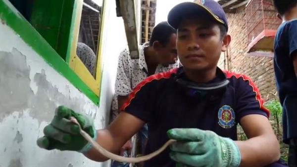 Petugas Damkar menunjukkan salah satu anak ular kobra yang ditemukan di gang permukiman padat penduduk di Jalan Jaya Negara, Kecamatan Kaliwates,Kabupaten Jember, Jatim, Sabtu (8/12/2019). (Foto: iNews/Bambang Sugiarto)