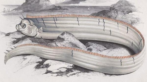 Oarfish Forbes