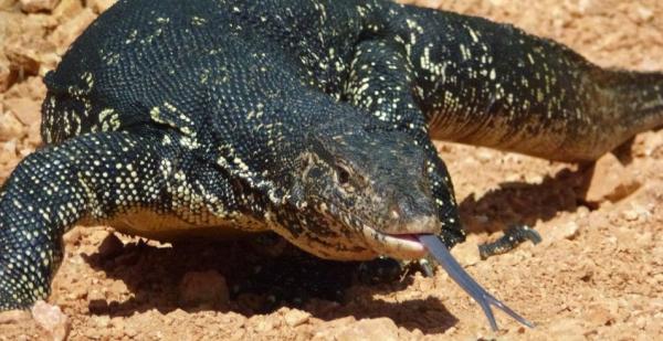 Sate biawak, salah satu makanan tradisional indonesia yang ekstrem dari Jawa Timur. (Foto: ist)
