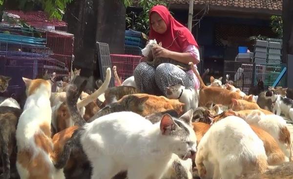 Dita Agustina memberi makan kucing di Parung, Bogor, Jumat (27/12/2019) (Foto: iNews/Wildan Hidayat)
