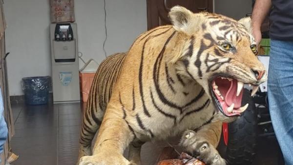 Polisi menyita sejumlah satwa dilindungi yang diawetkan dari rumah Abdul Malik, koboi pengemudi Lamborghini yang menodongkan pistol terhadap pelajar, Jakarta, Kamis (26/12/2019). (Foto: iNews.id/ Felldy Utama).