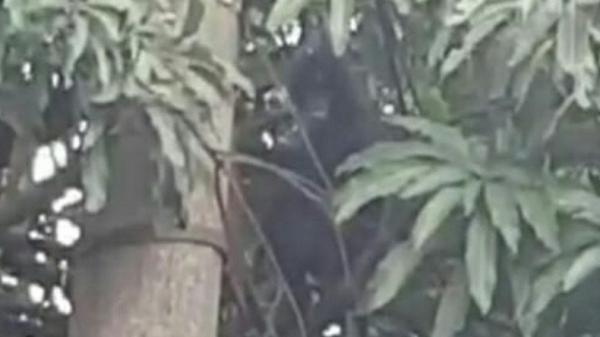 Surili, primata endemik Jabar yang dijadikan maskot PON XIX terlihat berkeliaran di atap balai Desa Sukaraharja, Kecamatan Cibeber, Cianjur, Jabar, sejak dua bulan terakhir (Foto: Antara)