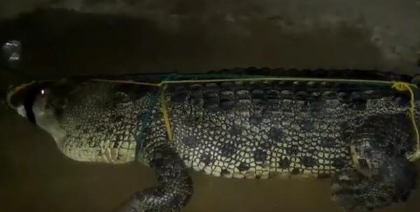 Buaya raksasa pemangsa manusia yang ditangkap warga Konawe Utara. (Foto: iNews/Febriyono Tamenk)