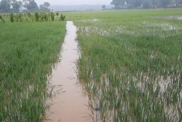 Banjir rendam sawah di Tasikmalaya Banjir rendam sawah di Tasikmalaya, Minggu (23/2/2020) (Foto: iNews/Asep Juhariyono)