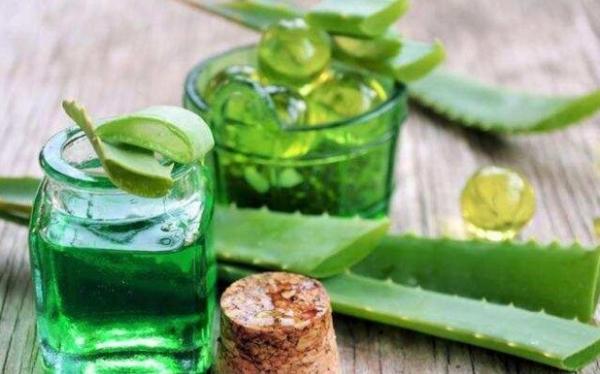 Lidah Buaya Lidah buaya salah satu cara mengobati sariawan dengan cepat secara alami. (Foto : Ist)