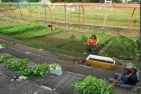 Stadion Mattoangin 3 Stadion Mattoangin jadi kebun sayur sejak Liga 1 2020 ditangguhkan karena virus corona (foto: Tawakkal/fajar)
