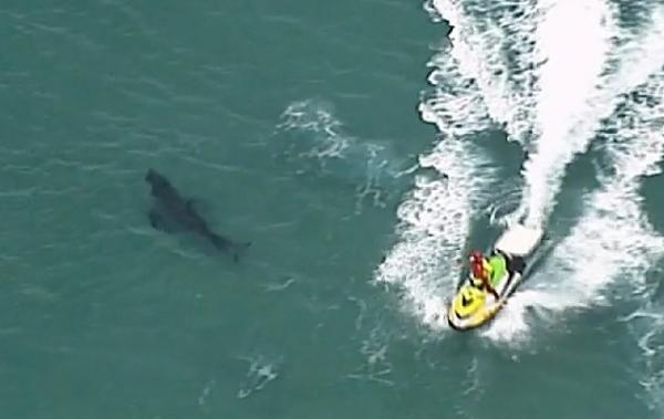 Serangan Hiu Penjaga pantai berusaha mengusir hiu putih yang menewaskan seorang peselancari di lepas pantai New South Wales (foto: AP)