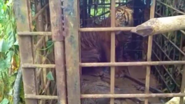 Harimau Solok-1 Harimau Sumatera yang masuk perangkap yang dibuat oleh Balai Konservasi Sumberdaya Alam BKSDA di Solok, Sumbar (Budi Sunandar/iNews)