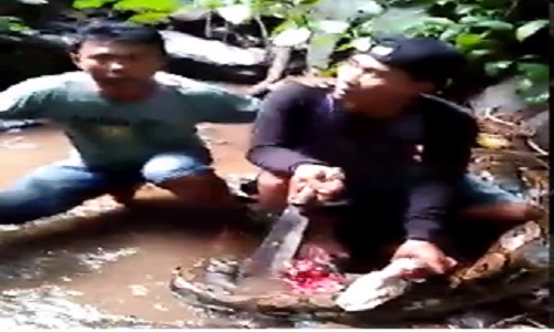Ular Piton 1 Warga desa memotong tubuh ular piton sepanjang 3 meter untuk membebaskan tubuh seorang anak berusia 16 tahun dari lilitan (foto: The Sun)